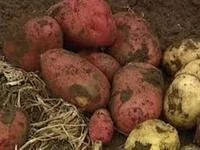Лот: 3678960. Фото: 1. Продам картошку, картофель в мешках... Картофель