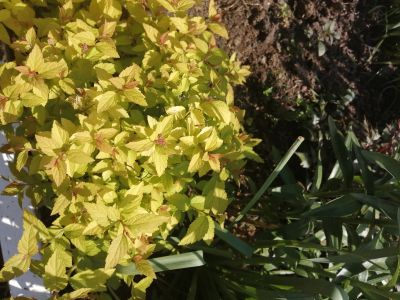 Лот: 15948691. Фото: 1. Спирея японская Голдфлейм (Spiraea... Другое (семена, рассада, садовые растения)