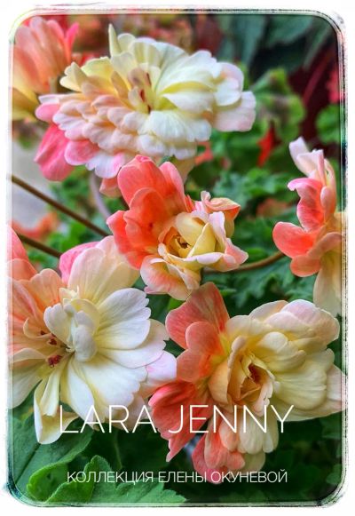 Лот: 19533602. Фото: 1. Пеларгония Lara Jenny. Горшечные растения и комнатные цветы