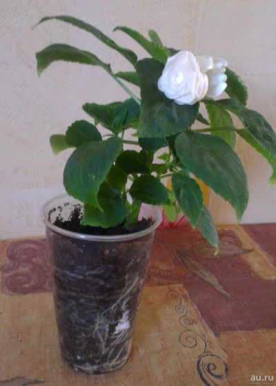 Лот: 13693743. Фото: 1. Бальзамин махровый белый цветущий. Горшечные растения и комнатные цветы