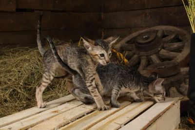 Лот: 3578685. Фото: 1. Ориентальные ласковые девчушки. Кошки, котята