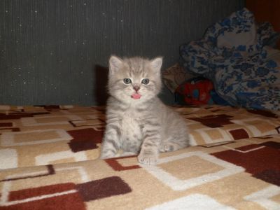 Лот: 3426014. Фото: 1. Котенок. Кошки, котята