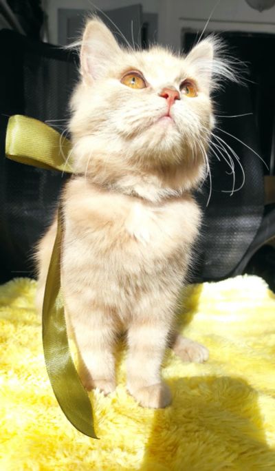 Лот: 20891467. Фото: 1. Котёнок девочка в добрые руки. Кошки, котята