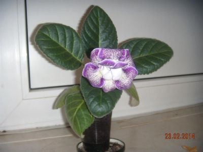 Лот: 3763724. Фото: 1. Глоксиния крапчатая. Горшечные растения и комнатные цветы