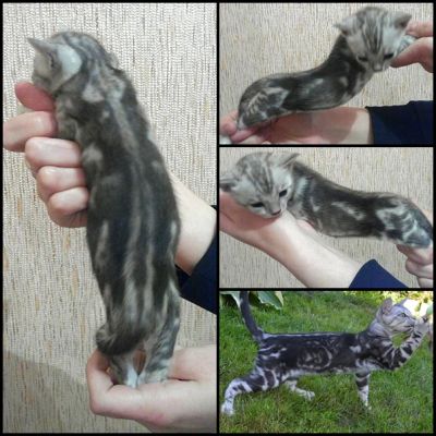 Лот: 3654697. Фото: 1. котята бенгальские. Кошки, котята