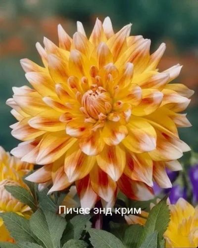 Лот: 15739747. Фото: 1. Георгин пичес энд крим. Садовые цветы