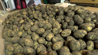 Лот: 14585945. Фото: 1. Картофель излишки сорт "Антонина... Картофель