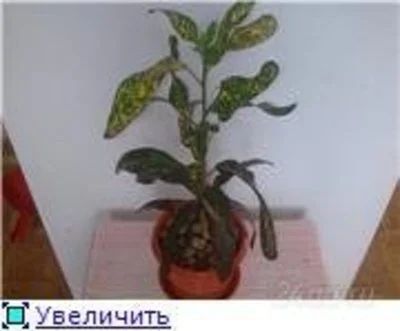 Лот: 111749. Фото: 1. кротошка. Горшечные растения и комнатные цветы