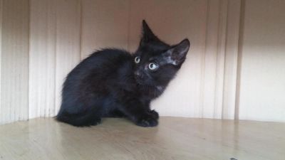 Лот: 7775899. Фото: 1. Котенок, котик, окрас черный... Кошки, котята
