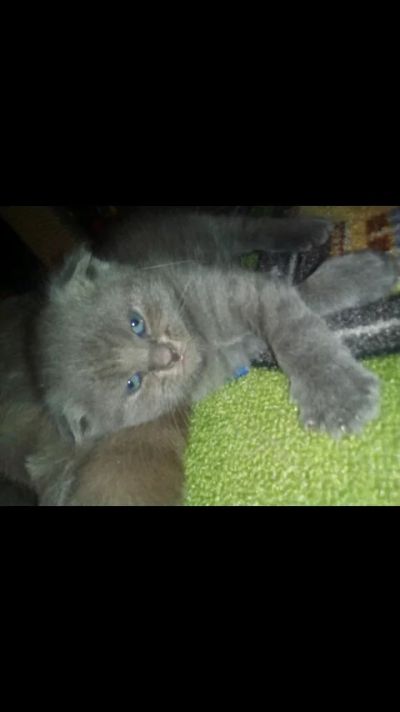 Лот: 10993928. Фото: 1. Вислоухий шотландский котенок. Кошки, котята