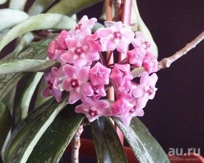 Лот: 13591643. Фото: 1. Хойя Hoya cv. minibelle splash. Горшечные растения и комнатные цветы
