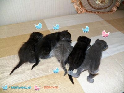 Лот: 4478099. Фото: 1. Наши чудесные котята!. Кошки, котята