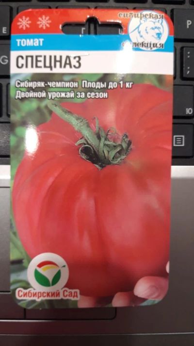 Лот: 13754694. Фото: 1. Рассада помидор (томат) Спецназ... Овощи