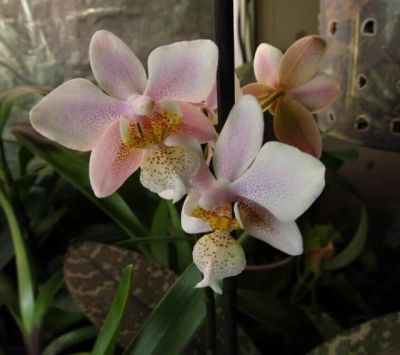 Лот: 3277423. Фото: 1. Орхидея (фаленопсис). Горшечные растения и комнатные цветы