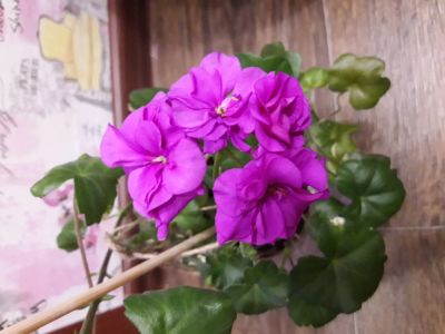 Лот: 14461850. Фото: 1. Пеларгония Pac Blue Sybil. Горшечные растения и комнатные цветы