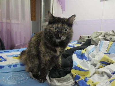 Лот: 3386982. Фото: 1. Кошку в хороше руки!. Кошки, котята