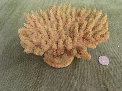 Лот: 13451338. Фото: 1. Полиуритановый коралл acropora... Моллюски, ракообразные, кораллы