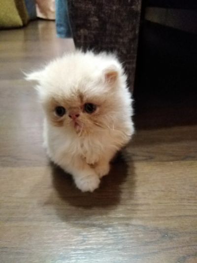 Лот: 16057689. Фото: 1. Котята экзоты!. Кошки, котята
