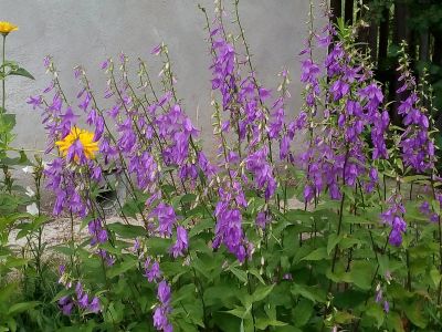 Лот: 11577093. Фото: 1. Колокольчик. Садовые цветы