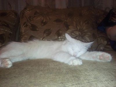 Лот: 6805263. Фото: 1. кися. Кошки, котята