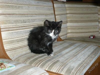 Лот: 972557. Фото: 1. Котенок - мальчик 1,5 мес. Остальные животные