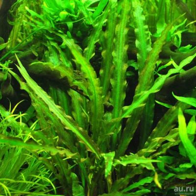 Лот: 16726572. Фото: 1. Криптокорина спиральная (Cryptocoryne... Водные растения