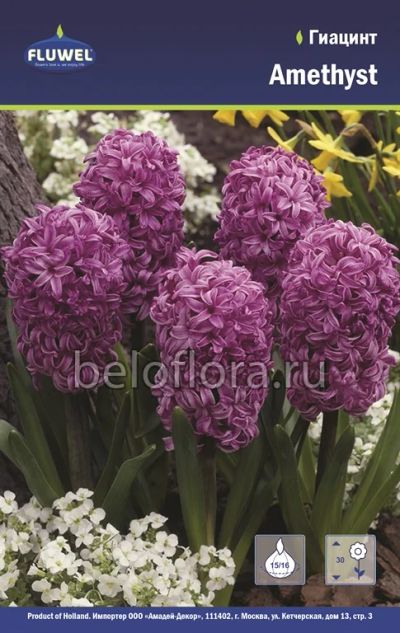 Лот: 6195744. Фото: 1. Гиацинт Amethyst. Луковица. Другое (семена, рассада, садовые растения)