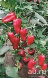 Лот: 9017728. Фото: 1. Рассада перец сладкий Чудо-дерево. Овощи