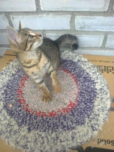 Лот: 2966272. Фото: 1. Маленький котенок ищет семью!. Кошки, котята