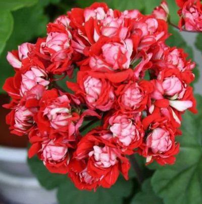 Лот: 15463485. Фото: 1. пеларгония Vectis Rosebud. Горшечные растения и комнатные цветы