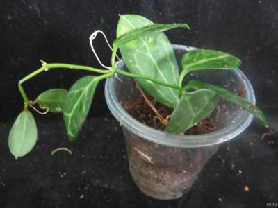 Лот: 13592404. Фото: 1. Dischidia ovata. Горшечные растения и комнатные цветы