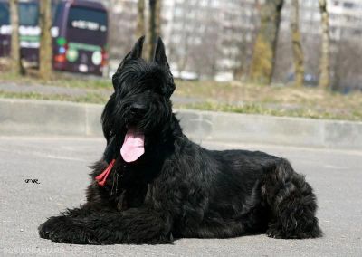 Лот: 3113477. Фото: 1. Ризеншнауцер сука. Собаки, щенки