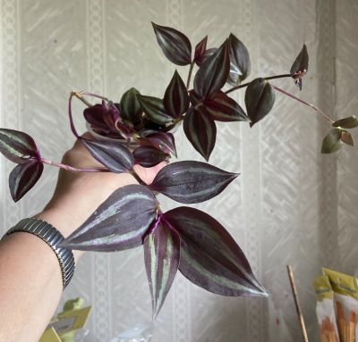 Лот: 25315027. Фото: 1. 2 традесканции в одном горшке. Горшечные растения и комнатные цветы