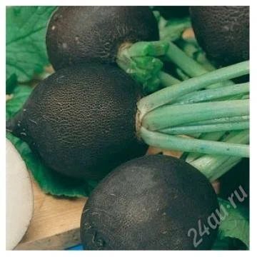 Лот: 2779620. Фото: 1. Редька Зимняя круглая черная(семена... Другое (семена, рассада, садовые растения)