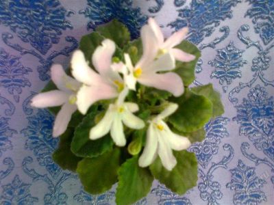 Лот: 11406861. Фото: 1. Фиалка Lunar Lily white (полумини... Горшечные растения и комнатные цветы