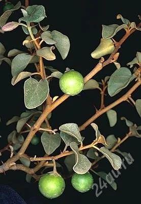 Лот: 2470558. Фото: 1. Дикий помидор solanum orbiculatum. Горшечные растения и комнатные цветы