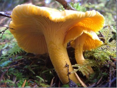 Лот: 8069119. Фото: 1. Грибы Лисички Свежие. Обмен. Грибы