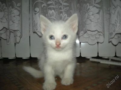 Лот: 1282111. Фото: 1. Белоснежная Красавица!. Кошки, котята