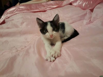 Лот: 10339776. Фото: 1. Подарю кошечку. Кошки, котята