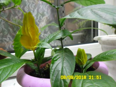Лот: 12090337. Фото: 1. Пахистахисик. Горшечные растения и комнатные цветы
