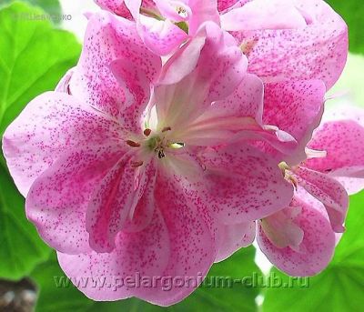 Лот: 6167157. Фото: 1. Зональная пеларгония "Double Pink... Горшечные растения и комнатные цветы