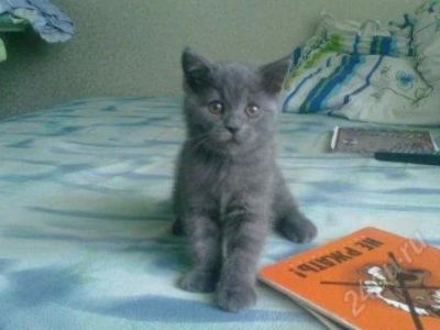 Лот: 929442. Фото: 1. Продам британского котенка. Остальные животные