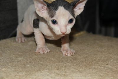 Лот: 5268650. Фото: 1. Канадский сфинкс девочка. Кошки, котята
