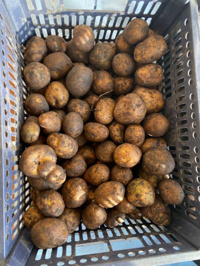 Лот: 18923615. Фото: 1. Продано. Картофель