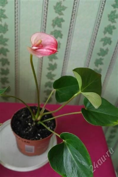 Лот: 2655440. Фото: 1. Антуриум принцесса Амалия Элеганс... Горшечные растения и комнатные цветы