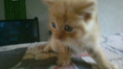 Лот: 7752536. Фото: 1. Котенок рыжий девочка 1 месяц... Кошки, котята