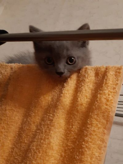 Лот: 14085707. Фото: 1. котята. Кошки, котята