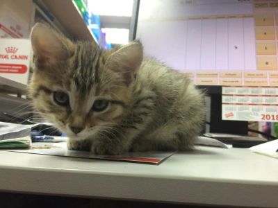 Лот: 11390790. Фото: 1. Курильский бобтейл. Кошки, котята