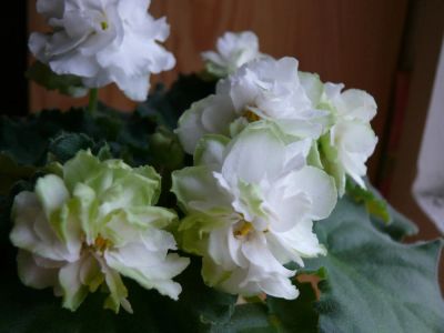 Лот: 6149346. Фото: 1. Фиалка Spring Rose/P.Sorano -... Горшечные растения и комнатные цветы