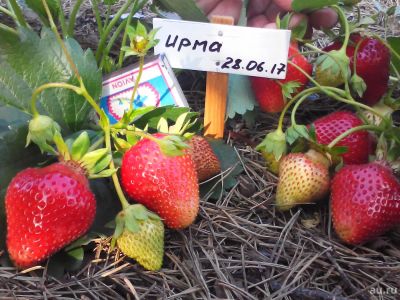 Лот: 9649774. Фото: 1. Саженцы клубники сорт Ирма нейтрального... Ягоды